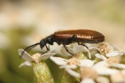 Lagrie hérissée Lagria hirta (Linnaeus, 1758)