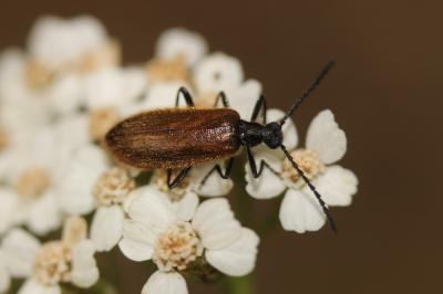 Lagrie hérissée Lagria hirta (Linnaeus, 1758)