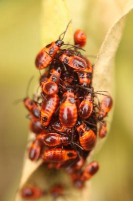  Tropidothorax leucopterus (Goeze, 1778)