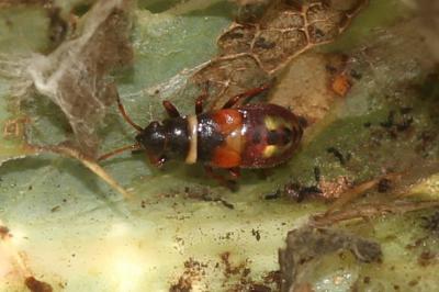  Heterogaster artemisiae Schilling, 1829