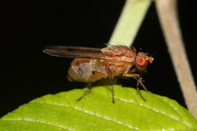  Minettia inusta (Meigen, 1826)