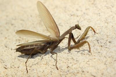 Mante religieuse Mantis religiosa (Linnaeus, 1758)
