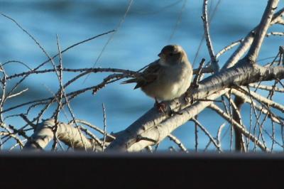 Bruant des roseaux Emberiza schoeniclus (Linnaeus, 1758)
