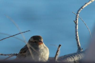 Bruant des roseaux Emberiza schoeniclus (Linnaeus, 1758)