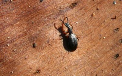  Dichillus minutus (Solier, 1838)