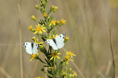 Marbré-de-vert (Le), Piéride du Réséda (La), Marbr Pontia daplidice (Linnaeus, 1758)