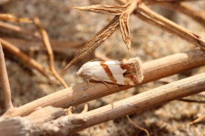 Anthophile superbe (L') Eublemma candidana (Fabricius, 1794)