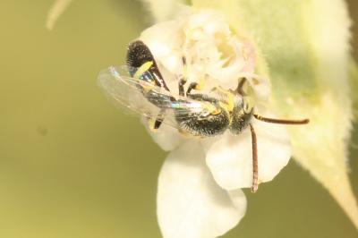  Ceylalictus variegatus (Olivier, 1789)