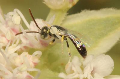  Ceylalictus variegatus (Olivier, 1789)