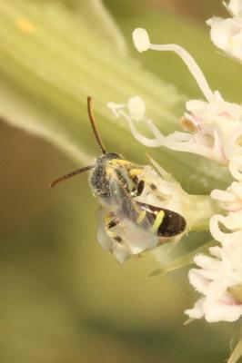  Ceylalictus variegatus (Olivier, 1789)