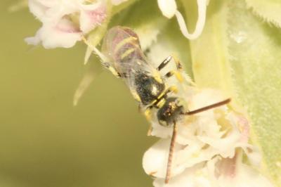  Ceylalictus variegatus (Olivier, 1789)