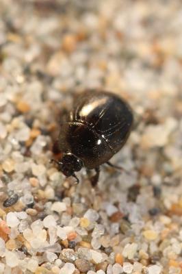  Hypocaccus C. Thomson, 1867