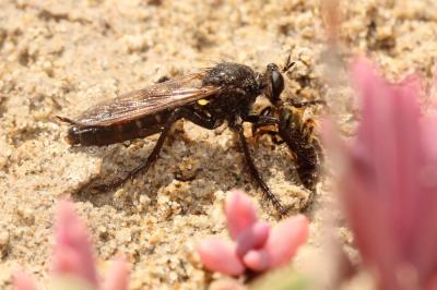  Dasypogon diadema (Fabricius, 1781)