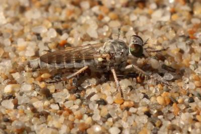  Stichopogon 