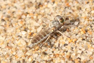  Stichopogon 