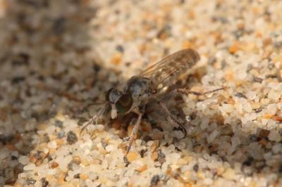  Stichopogon 