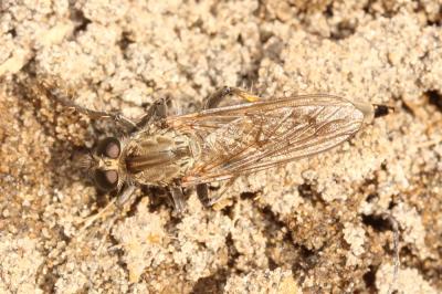  Machimus rusticus (Meigen, 1820)