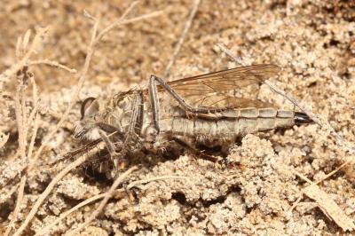  Machimus rusticus (Meigen, 1820)