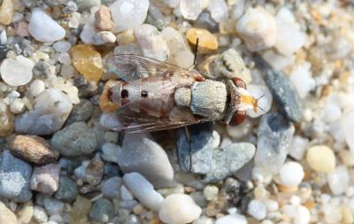  Craticulina 