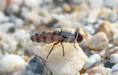  Craticulina 