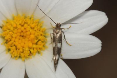  Scythris scopolella (Linnaeus, 1767)