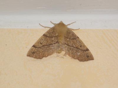Himère-plume (L'), Phalène emplumée (La) Colotois pennaria (Linnaeus, 1760)