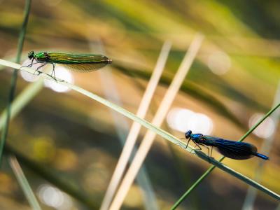 Caloptéryx éclatant Calopteryx splendens (Harris, 1780)