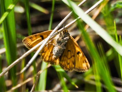 Doublure jaune (La) Euclidia glyphica (Linnaeus, 1758)