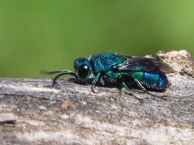  Chrysis fasciata Olivier, 1790