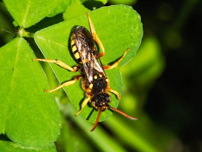  Nomada goodeniana (Kirby, 1802)