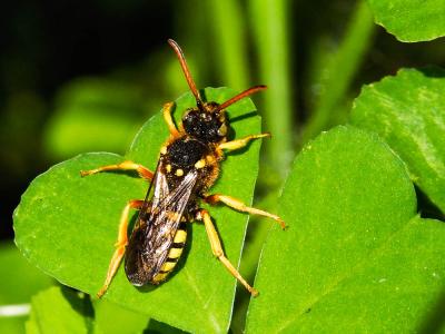  Nomada goodeniana (Kirby, 1802)