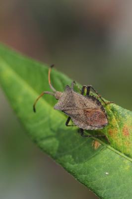 Corée marginée Coreus marginatus (Linnaeus, 1758)