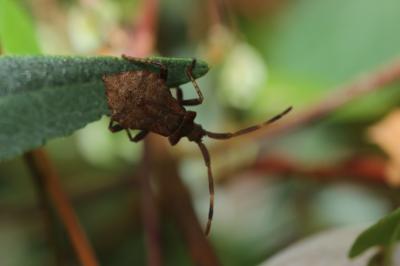 Corée marginée Coreus marginatus (Linnaeus, 1758)