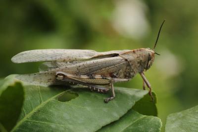 Criquet égyptien Anacridium aegyptium (Linnaeus, 1764)