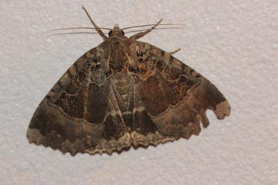 Maure Mormo maura (Linnaeus, 1758)