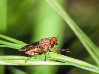  Tetanocera ferruginea Fallén, 1820