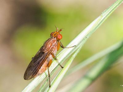  Tetanocera ferruginea Fallén, 1820