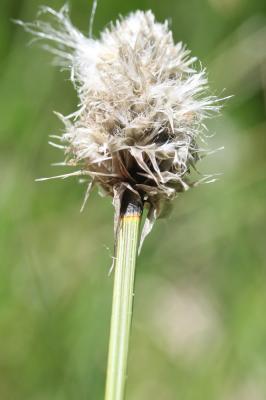 Linaigrette vaginée, Linaigrette engainée Eriophorum vaginatum L., 1753