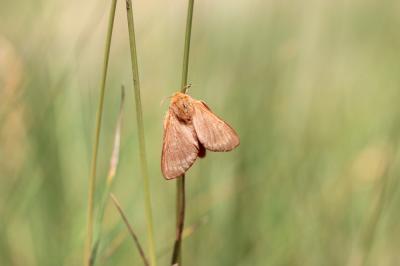 Franconienne (La) Malacosoma franconicum (Denis & Schiffermüller, 1775)