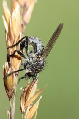  Didysmachus picipes (Meigen, 1820)
