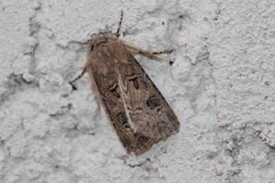 Noctuelle trapue (La) Agrotis bigramma (Esper, 1790)