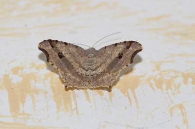Philobie alternée (La) Macaria alternata (Denis & Schiffermüller, 1775)