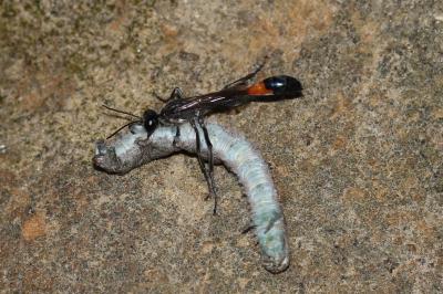  Ammophila sabulosa (Linnaeus, 1758)