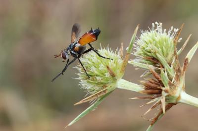  Cylindromyia rufifrons (Loew, 1844)