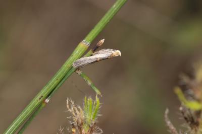 Oxybia transversella (Duponchel, 1836)