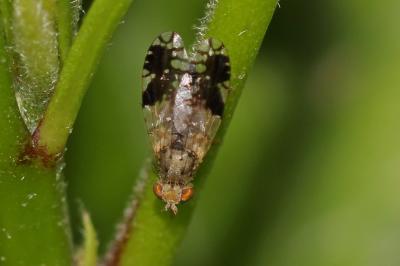  Tephritis neesii (Meigen, 1830)