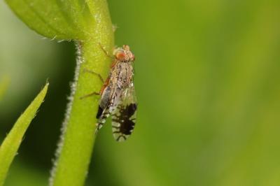  Tephritis neesii (Meigen, 1830)