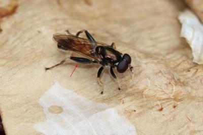  Xylota segnis (Linnaeus, 1758)