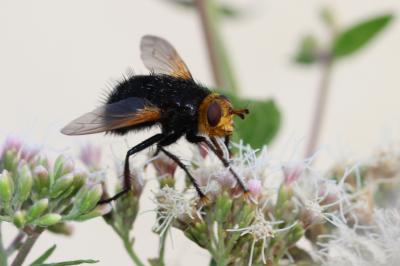  Tachina grossa (Linnaeus, 1758)