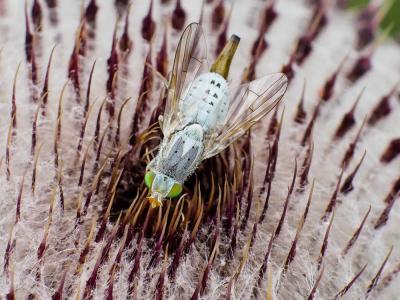  Terellia longicauda (Meigen, 1838)